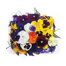 FLORES COMESTIBLES